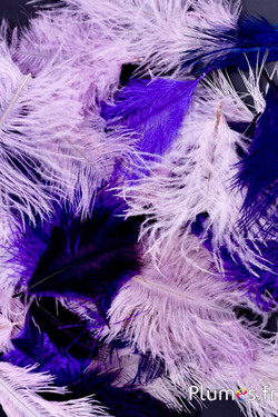 Autruche Bellies - 5-10 cm - mixte violet